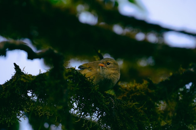 Einzigartiger Schuss der Nahaufnahme eines Vogels, der auf einem grünen Ast thront