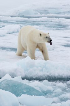 Eisbär läuft auf dem eis in der arktis