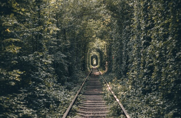 Eisenbahntunnel von Bäumen und Büschen, Tunnel der Liebe