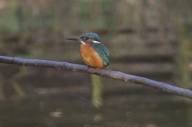 Eisvogel in Tokio