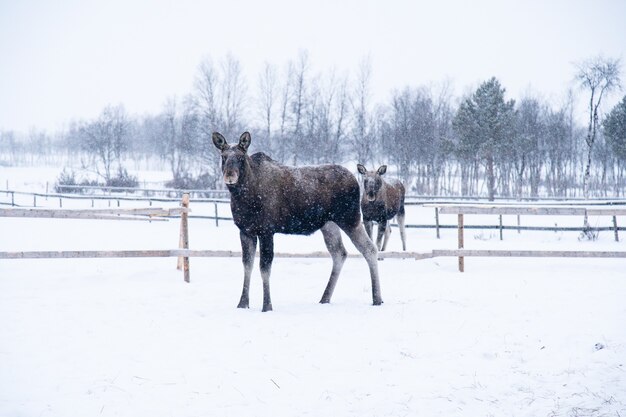 Elch, der in einem schneebedeckten Feld in Nordschweden steht