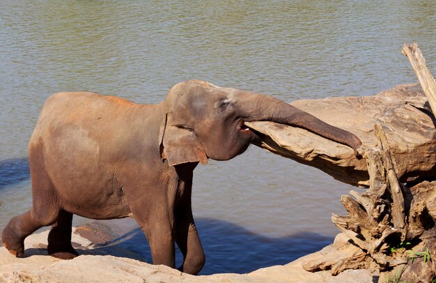 Elefant auf Sri Lanka