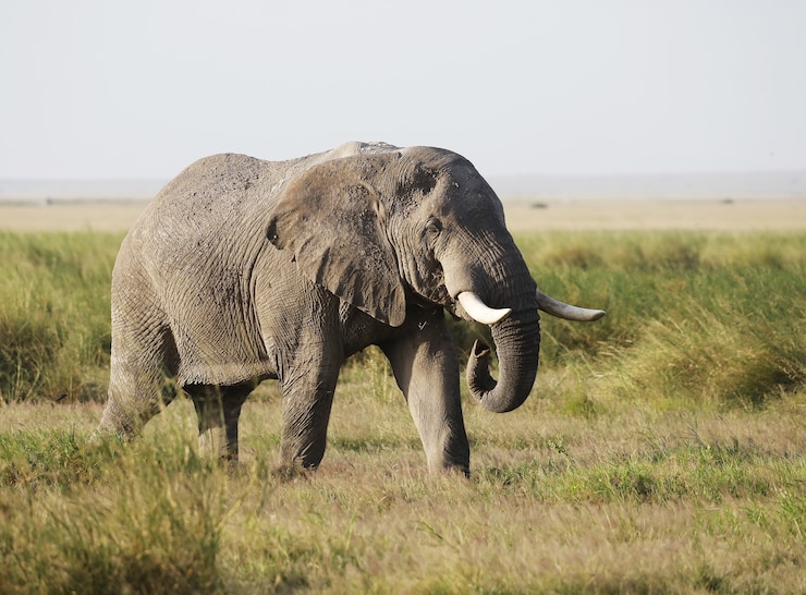 Kostenlose Foto elefant im amboseli-nationalpark, kenia, afrika