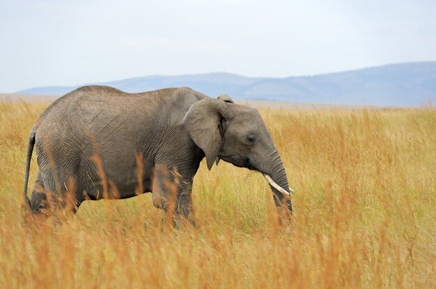 Elefant im Nationalpark von Kenia, in Afrika