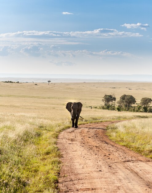 Elefant in der Savanne spazieren