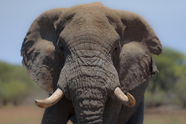 Elefant mit einem unscharfen Hintergrund