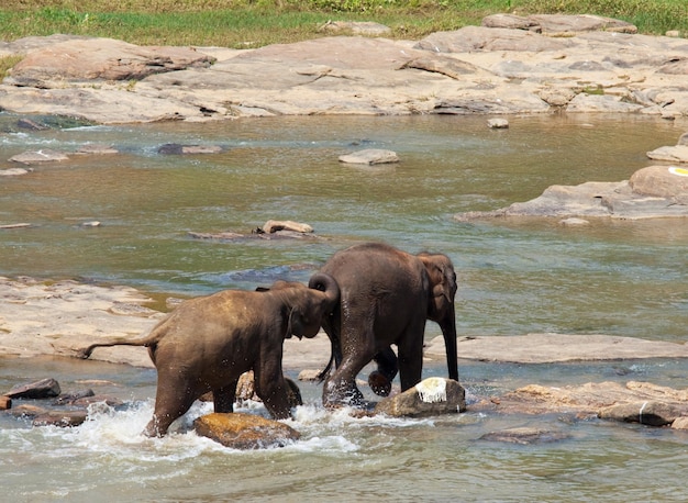 Kostenloses Foto elefanten auf sri lanka