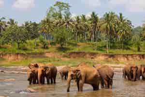 Kostenloses Foto elefanten auf sri lanka