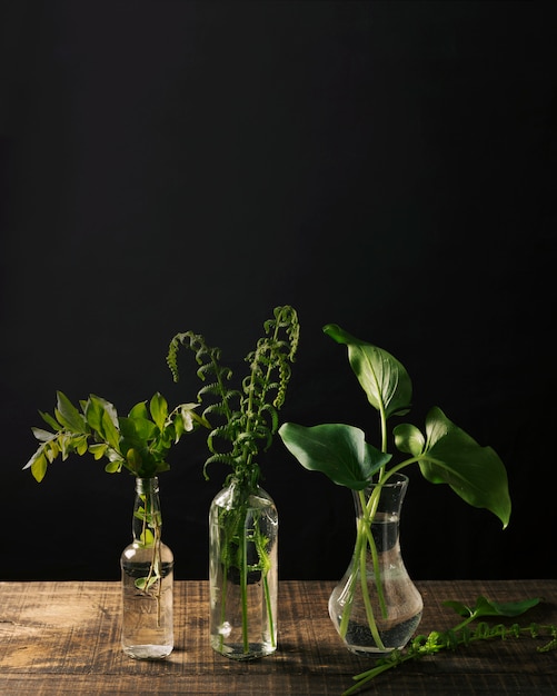 Elegante Anordnung von Vasen mit Pflanzen