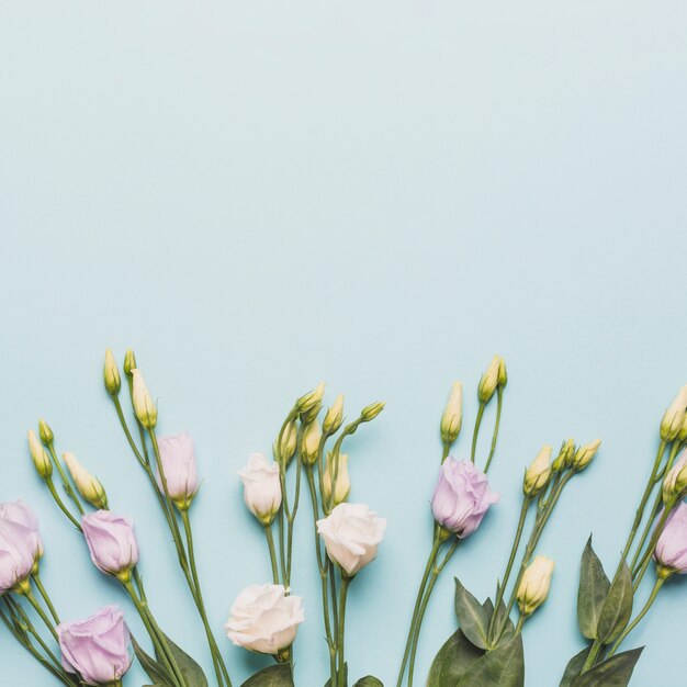 Elegante Rosen auf Blau