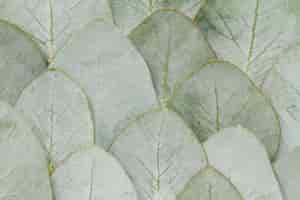 Kostenloses Foto eleganter eukalyptushintergrund