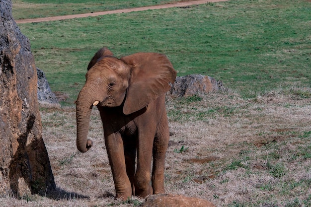 Elephantidae - elefanten oder elefanten sind eine familie von plazenta-säugetieren in der ordnung rüsseltiere.