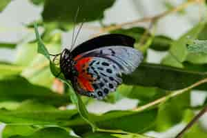 Kostenloses Foto empfindlicher schmetterling der seitenansicht in der natur