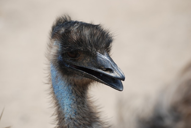Emus sind große, in Australien heimische Vögel