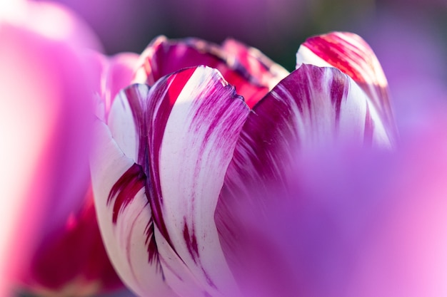 Ende april bis anfang mai blühten die tulpenfelder in den niederlanden farbenfroh auf. glücklicherweise gibt es hunderte von blumenfeldern in der niederländischen landschaft, die