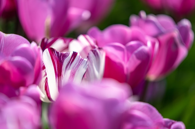 Ende April bis Anfang Mai blühten die Tulpenfelder in den Niederlanden farbenfroh auf. Glücklicherweise gibt es Hunderte von Blumenfeldern in der niederländischen Landschaft, die
