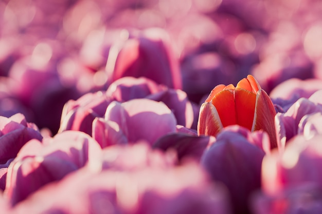 Kostenloses Foto ende april bis anfang mai blühten die tulpenfelder in den niederlanden farbenfroh auf. glücklicherweise gibt es hunderte von blumenfeldern in der niederländischen landschaft, die