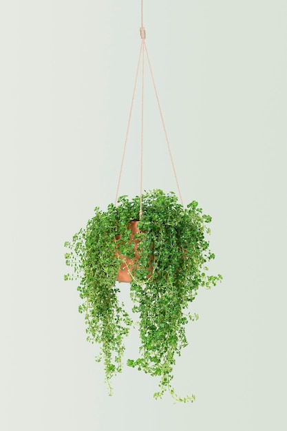 Kostenloses Foto engelsranke indoor-hängepflanze