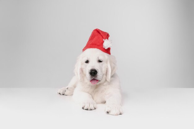 Englisch Creme Golden Retriever isoliert auf weißer Wand