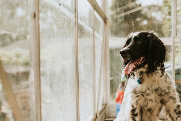 Englischer Setterhund, der durch das Gewächshaus schaut