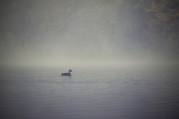 Ente auf Wasseroberfläche auf Teich. Herbstzeit mit Nebel. Tier in der Natur. Natürlicher bunter Hintergrund.