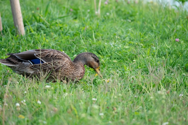 Ente, die tagsüber auf einer grasbewachsenen Wiese sitzt