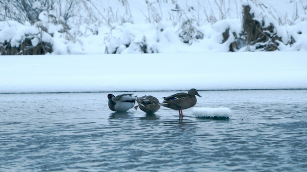 Enten auf dem Wasser im Winter