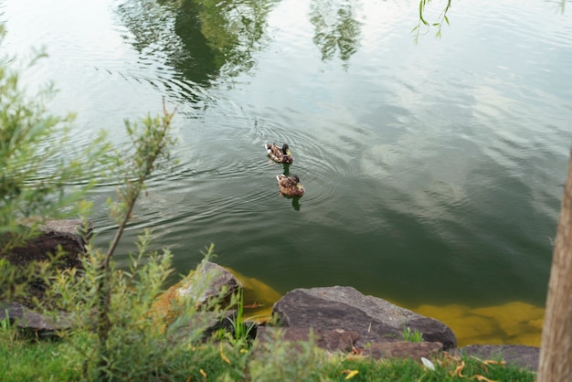 Enten, die in der Draufsicht des Sees schwimmen