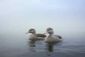 Kostenloses Foto enten in der natur erzeugen bild