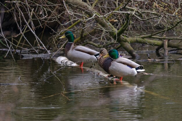 Kostenloses Foto enten vor den trockenen ästen auf dem wasser