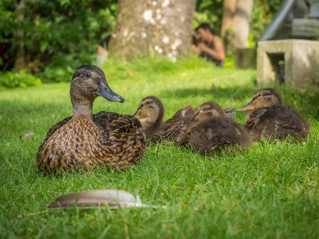 Entenschwarm auf einer Wiese unter dem Sonnenlicht