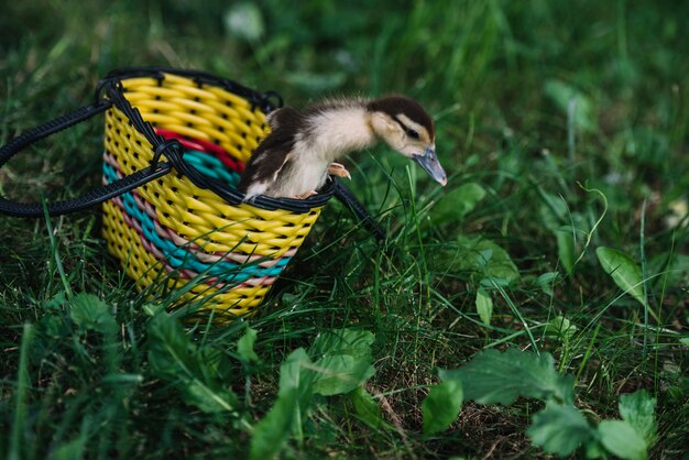 Entlein, das vom gelben Korb auf grünem Gras herauskommt