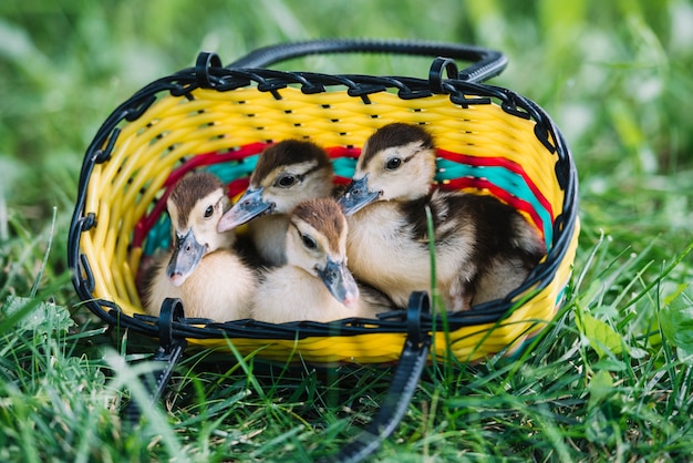 Entlein vier, das innerhalb des bunten Korbes auf grünem Gras sitzt