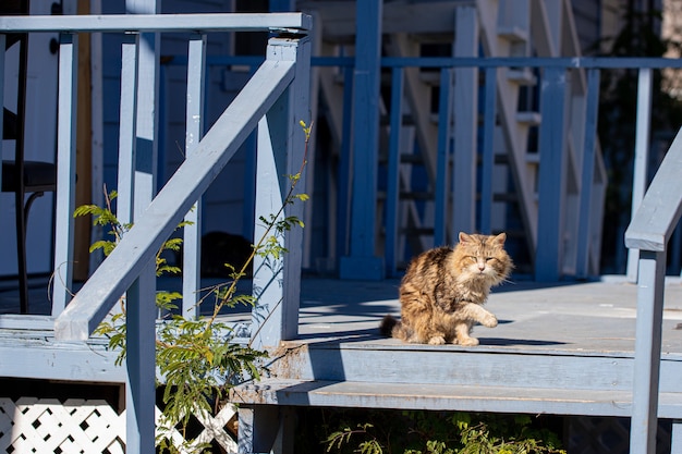 Entzückende flauschige bunte Katze auf der Veranda
