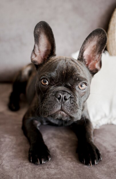 Entzückende französische Bulldogge der Nahaufnahme