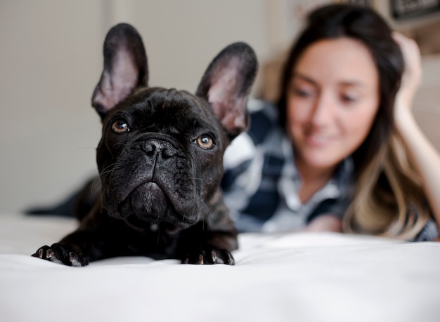 Entzückende französische Bulldogge der Nahaufnahme