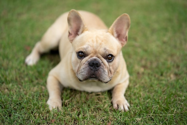 Entzückende französische Bulldogge, die sich auf grünem Gras in einem Park hinlegt