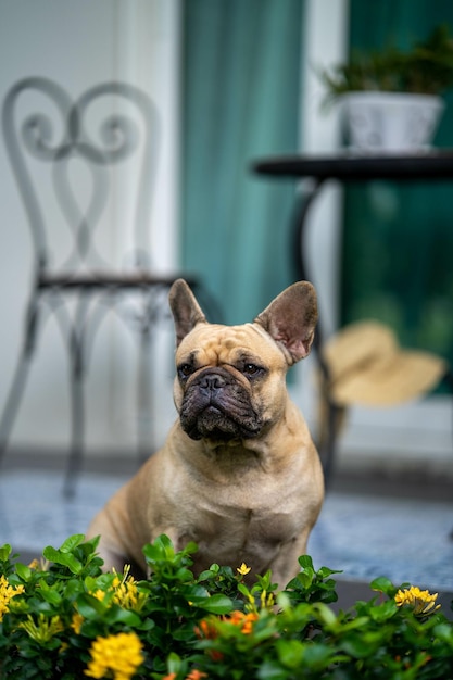 Entzückende französische Bulldogge im Garten eines Hauses