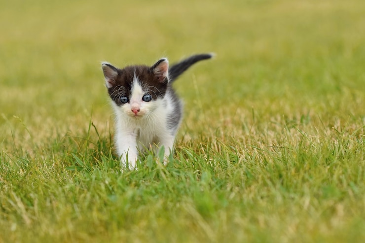 Kostenlose Foto entzückende katze auf dem rasen