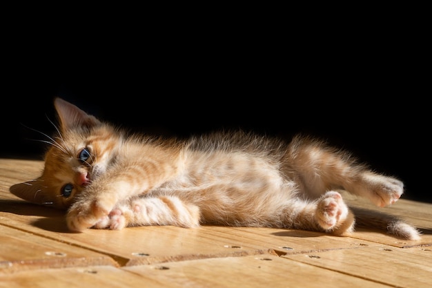 Entzückende Katze, die auf dem Holzboden auf der schwarzen Oberfläche liegt