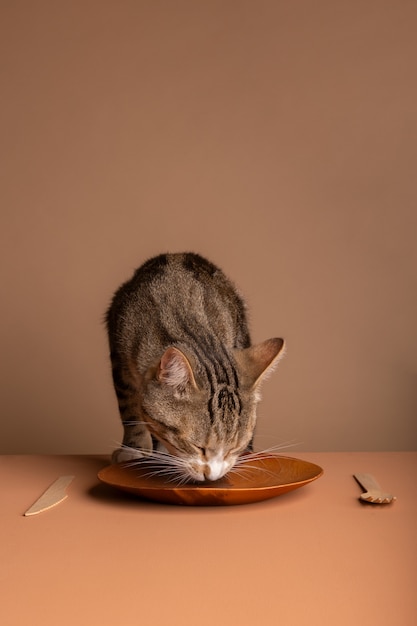Kostenloses Foto entzückende katze, die futter vom teller isst