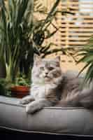 Kostenloses Foto entzückende katze, die sich drinnen entspannt