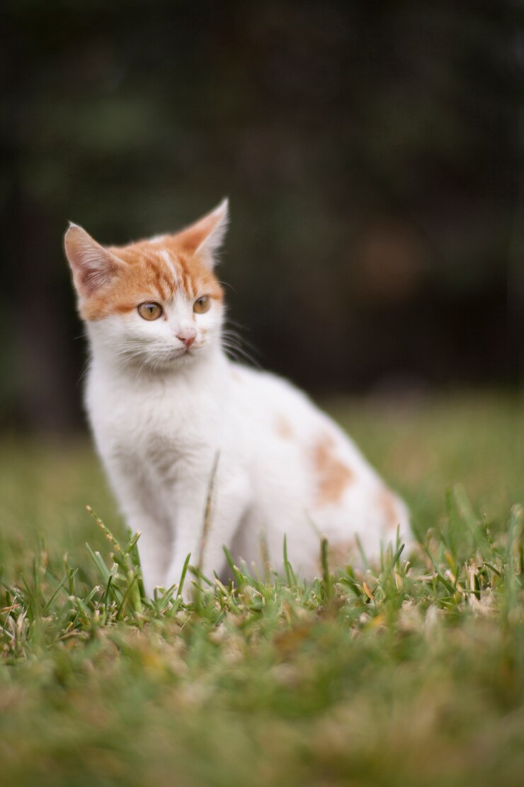 Kostenlose Foto entzückende katze im freien genießen