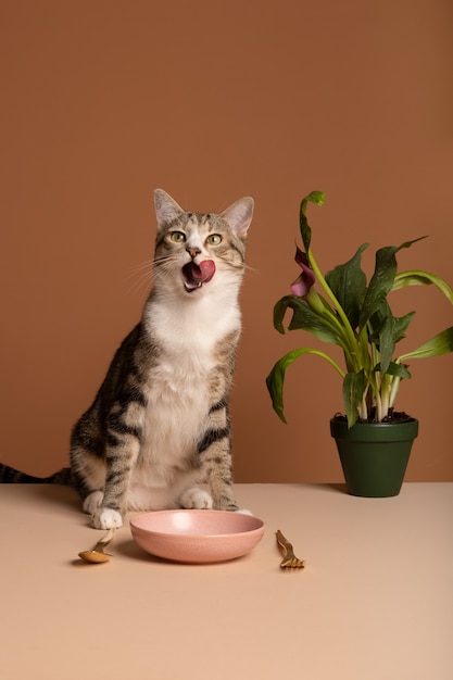 Kostenloses Foto entzückende katze mit futternapf