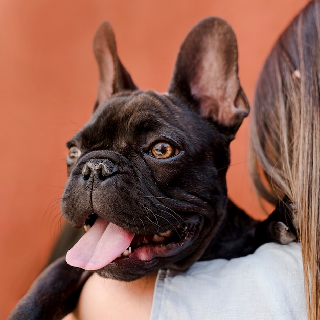 Kostenloses Foto entzückende kleine französische bulldogge der nahaufnahme