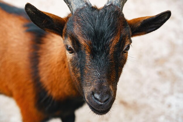 Entzückende kleine Ziege in einem Zoo aus nächster Nähe