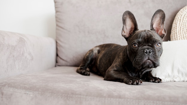 Entzückende niedliche kleine französische Bulldogge