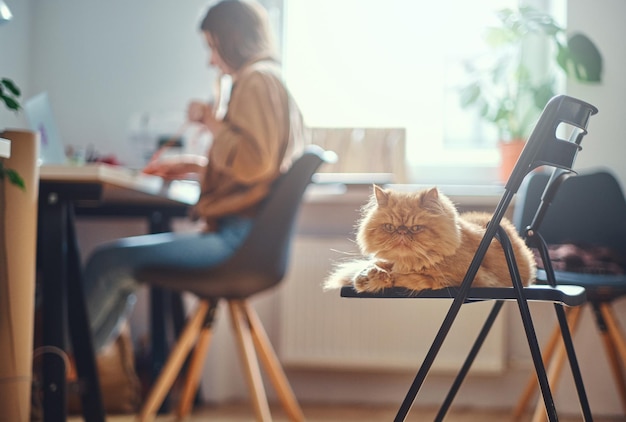 Kostenloses Foto entzückende perserkatze chillt auf dem stuhl, während seine herrin am schreibtisch arbeitet.