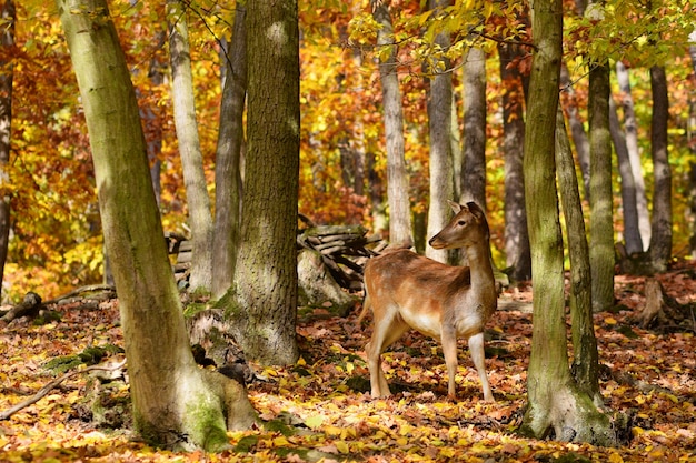 Kostenloses Foto entzückende rotwild unter den bäumen