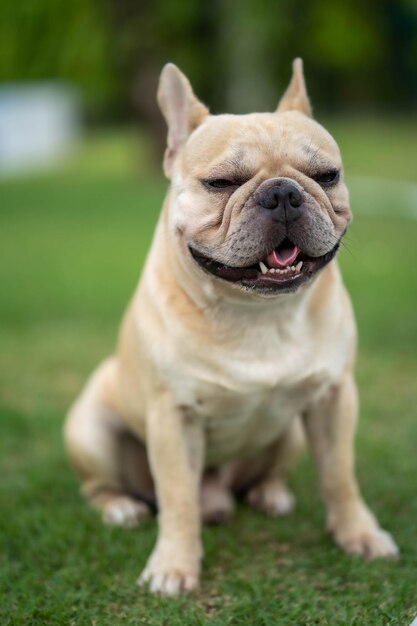 Entzückende schläfrige französische Bulldogge in einem Park